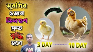 মুরগির ওজন তিনগুণ দ্রুত বৃদ্ধি হবে || দেশী মুরগির ওজন বৃদ্ধি করার সঠিক নিয়ম