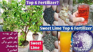 Sweet Lime Top 6 Fertilizer | How to Fertilize citrus tree | Top 6  Fertilizer | Sweet Lime Plant