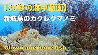 【30秒の海中動画】沖縄 石垣島 No.5 新城島のカクレクマノミ / Clown anemone fish. Aragusuku island【FULL HD】