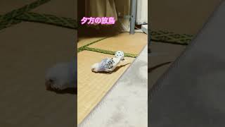 汚れてた尾羽1本抜けてました🤣 #セキセイインコ #インコのいる暮らし #pdfd