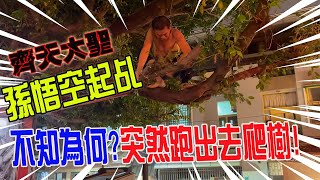 【不可思議的奇乩】EP3 大聖爺孫悟空起乩!! 居然跑出去爬樹!!辦事前還要先特技表演暖身才行!!!