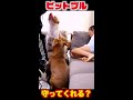 強いピットブルは飼い主が襲われてたら守ってくれる？ shorts