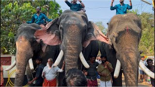 ചീരംകുളം പൂരത്തിന് തൃക്കടവൂർ ശിവരാജു നയിച്ച ചൈതന്യത്തിന്റെ🔥 ഗജവീരന്മാർക്ക്‌ സ്വീകരണം