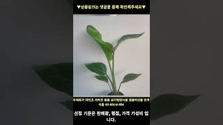 무배특가 여인초 극락조 중품 공기정화식물 집들이선물 반려식물 40-60cm 99s 높은 판매량 추천 #shorts 내돈내산