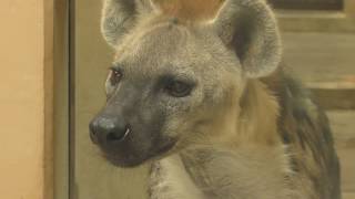 ブチハイエナ (高知県立のいち動物公園) 2018年3月24日