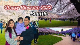 Cherry Blossom festival at Seattle University of Washington 2022|| আমেরিকার চেরিফুলের উৎসব ||