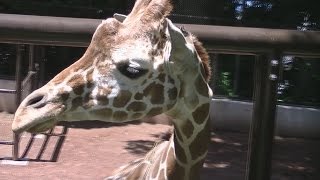 野毛山動物園(横浜市) Nogeyama Zoo