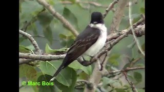 Tyran tritri/Eastern Kingbird