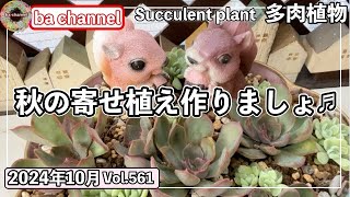 561{多肉植物} おすすめ☝️エケベリアと小葉多肉の組み合わせ💖【秋の寄せ植え】【葉挿し苗】【Seria】【ba多肉】【baチャンネル】【Succulent】