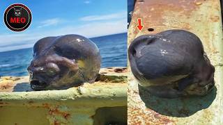 Moments You Must See To Believe | Strange Creatures P1