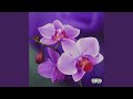 ORCHIDEEN HERBSTWIND
