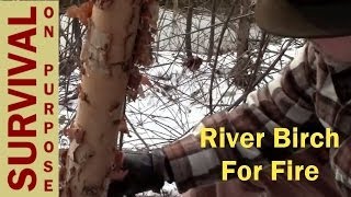 River Birch Bark - Natural Fire Resources