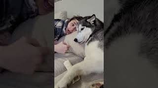 can you cover your sneeze please?🤧 #shorts #funnydog #dogshorts #dogvideo #husky #sneeze #mom #gross