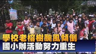 學校老榕樹颱風傾倒 國小辦活動盼重生