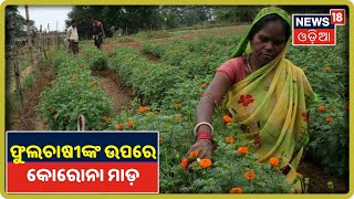 ନୟାଗଡ଼ର ଫୁଲଚାଷୀଙ୍କ ଉପରେ କୋରୋନା ମାଡ଼, ସରକାରୀ ସହାୟତା ନମିଳିଲେ ଛାଡ଼ିବେ ଚାଷ