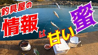 サビキでイワシ釣り編: やっと出会えた！冬の風物詩イワシの回遊