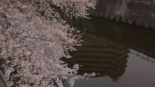 目黒川　桜並木をお花見散歩！！【4K】