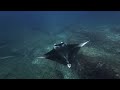 Freediving Bazaruto Archipelago 2025, Sharks, Mantas, Whale calling, and more