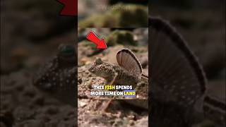 🐟Mudskippers: He Can BREATHE Out Of The WATER!🌊 #Mudskippers #shortsfeed