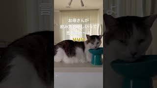 ぎんくんのお水の飲み方#shorts #ねこのきもち #ねことの暮らし #ねこのいる暮らし #ねこのいる生活 #猫のいる暮らし #cat #ねこ