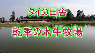 タイ東北部イサーン地方の田舎にある農場の乾季の様子をご覧ください。