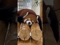 レッサーパンダ　リーファちゃん　おねむです　【のんほいパーク】red panda leafa chan toyohashi zoo