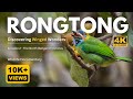 Discovering winged wonders | Rongtong | The North Bengal Chronicles - Episode 2  4K UHD