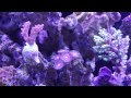 my 55 gallon reef aquarium 6 month update