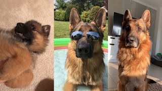 Watch My German Shepherd Grow Up