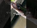 100均ポッパーでナマズ釣り🎣 釣り fishing ナマズ ナマズ釣り catfish 100均 ダイソー セリア 多魚種アングラー