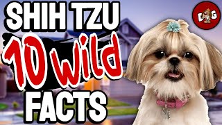 10 Wild Shih Tzu Facts You Would Have Never Known About 🐕
