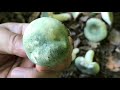 moldy mushroom russula virescens