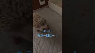 脱走を覚えたハリネズミとの戦い( ｣ﾟДﾟ)｣#ハリネズミ