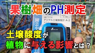 果樹畑のPH測定　土壌酸度が植物に与える影響とは？　シンワのデジタル土壌酸度計で測ってみた結果　ぶどう・イチジク・ブルーベリー