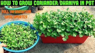 How to Grow Coriander/Dhaniya/Cilantro at Home (WITHIN 10 DAYS)