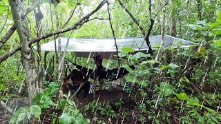 INCRÍVEL acampamento em baixo de CHUVA com som relaxante da chuva caindo🌧 teve molho de peixe