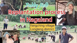 Paddy crop saplings replantation process in Nagaland, Yangching village @yantings fam