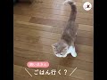 ご飯が待ちきれないニャ🐱 おねだりの声がかわいいニャンコ【peco tv】