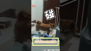 柴柴低頭狂嗑飯! 地震狂搖只顧吃飼主笑  對吃執著｜TVBS新聞@TVBSNEWS01