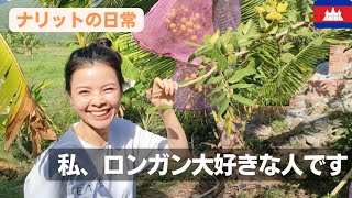 【私、ロンガン大好きな人です】カンボジアのロンガンを紹介します〈ナリットの日常〉