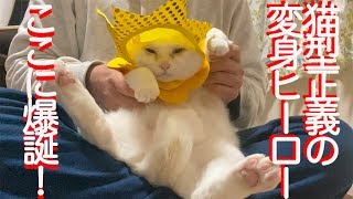 正義の変身ヒーロー猫、自滅してハトになる　The masked hero cat