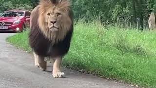 Enorme LEÓN es visto en medio de la carretera 😨