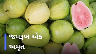 EP 14 | જમરૂખ એક ફળ જ નહિ પણ ઔષધી છે | Benefits Of Guava