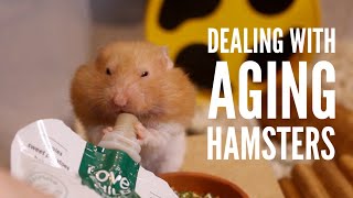 Dealing with an Aging Hamster