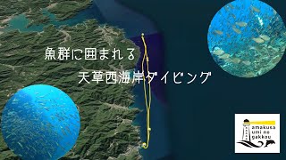 魚群に会える！天草西海岸でボートダイビング