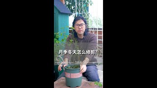 月季什么时候开始冬剪，又该如何冬剪呢?快来视频里看看吧~