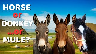 Horse vs Donkey vs Mule 🐴 | How to Tell Them Apart Once and for All?