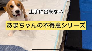 【ビーグル1才半】あまちゃんの未だに不得意な事。