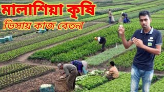 মালাশিয়া কৃষি ভিসায় আসলে কাজ বেতন How much agriculture working salary in Malaysia visa