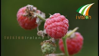 Raspberries Farm റാസ്‌ബെറി തോട്ടത്തിൽ അൽപനേരം | Ivision Ireland | Martin Varghese